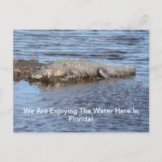 Alligator Gator Postcard