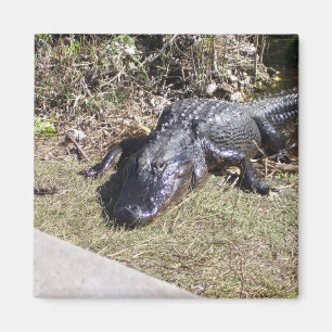 Alligator Hanging Out At The Everglades Magnet