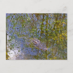 Alligator in Big Cypress National Preserve Florida Postcard