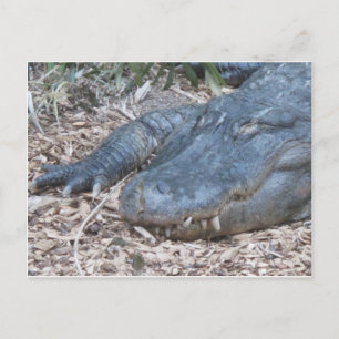 Alligator in its Natural Habitat Postcard