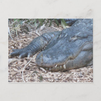 Alligator in its Natural Habitat Postcard