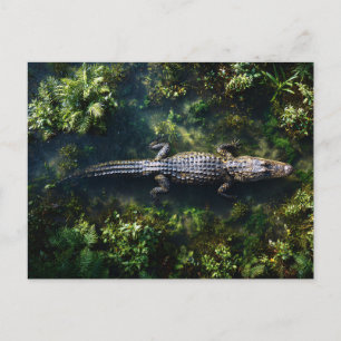 Alligator in Shallow Wetland Water Postcard