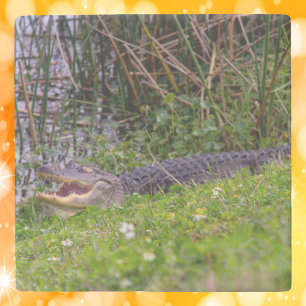 Alligator in the Grass Wetlands Photograph Stone Coaster