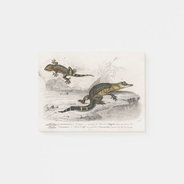 Alligator lizard illustration post-it notes (Front)