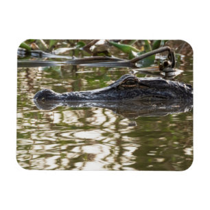 Alligator Lurking in Swamp Waters Magnet