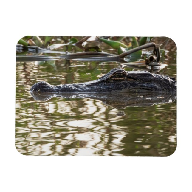 Alligator Lurking in Swamp Waters Magnet (Horizontal)