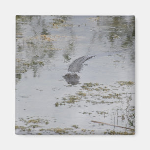 Alligator Magnet