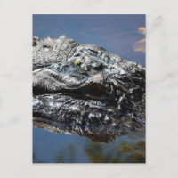 Alligator of North Carolina