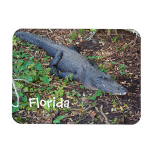 alligator on land magnet