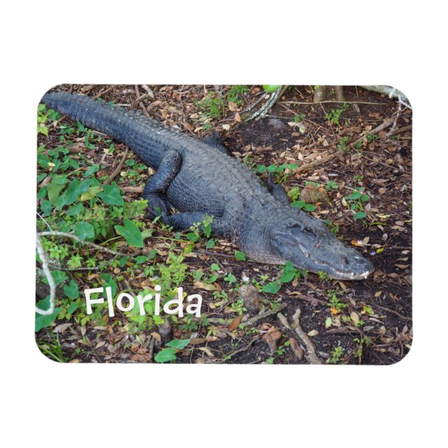alligator on land magnet (Horizontal)