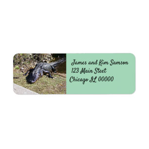 Alligator on Sun‑Drenched Everglades Grass