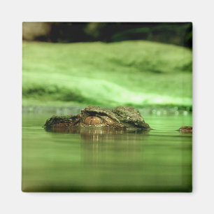 Alligator Peeking Out of the Water Magnet