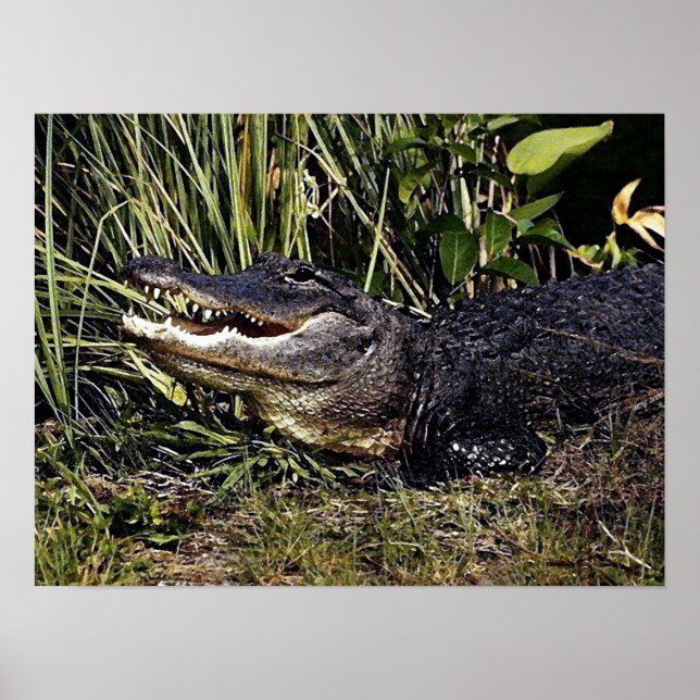 Alligator Portrait Poster Print (Front)