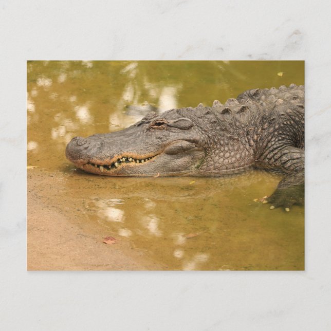 Alligator Postcard (Front)