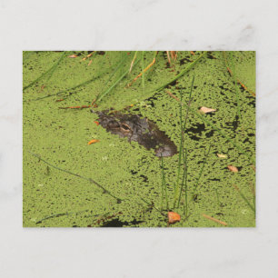 Alligator postcard