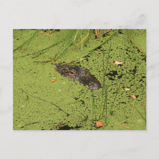 Alligator  postcard