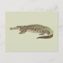 Alligator Postcard