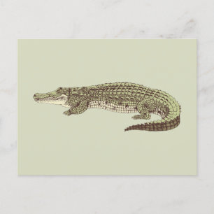 Alligator Postcard