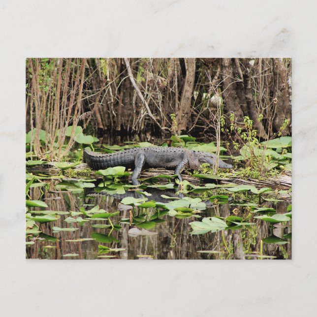 Alligator Postcard (Front)