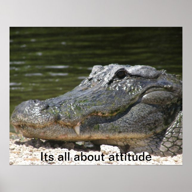 ALLIGATOR POSTER (Front)