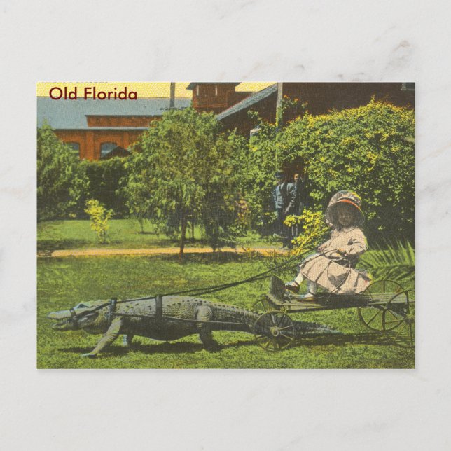 ALLIGATOR POWER, Old Florida Postcard (Front)