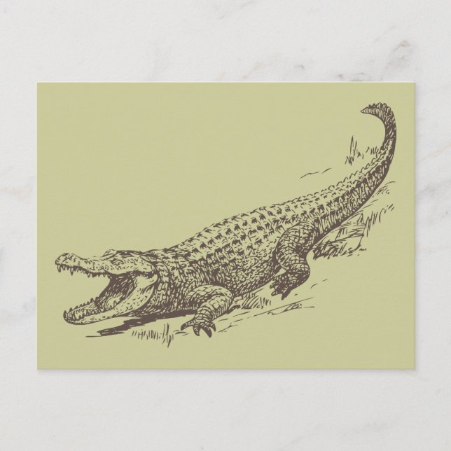 Alligator Realistic Illustration Postcard (Front)