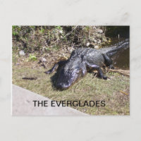 Alligator Resting in the Everglades Sunshine
