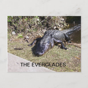 Alligator Resting in the Everglades Sunshine Postcard