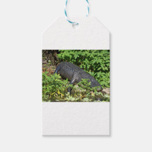 Alligator Silver River Gift Tags