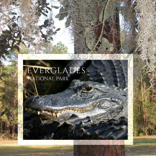 Alligator Smiles from Marsh, Everglades NP Postcard (Creator Uploaded)
