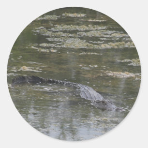 Alligator Stickers