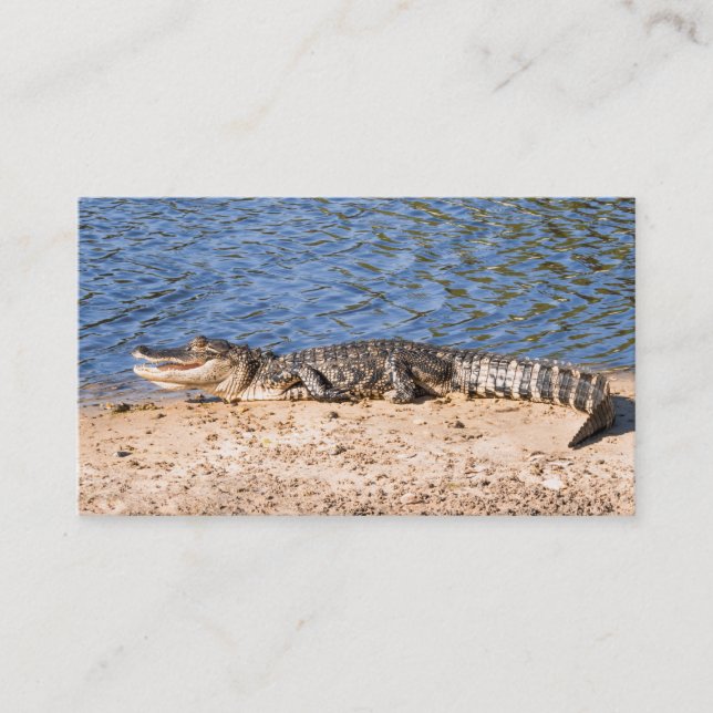 Alligator sunning at the lake business card (Front)