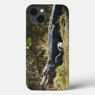 Alligator Sunning on Marsh Bank iPhone 13 Case