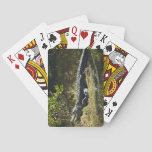 Alligator Sunning on Wetland Marsh Bank Playing Cards