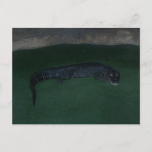 Alligator ~ What's in the Dark? Postcard
