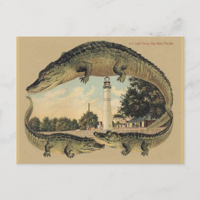 Alligators, Key West, FL Postcard (Front)