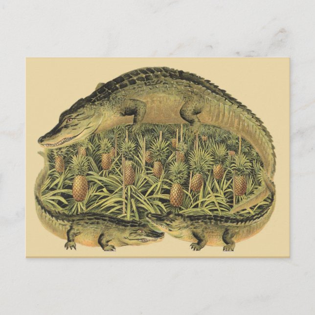 Alligators, Pineapples, Postcard (Front)