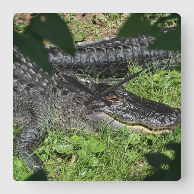 Alligators Sunning Square Wall Clock (Front)