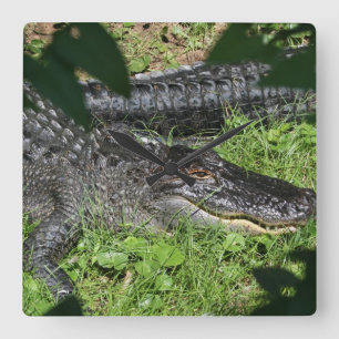 Alligators Sunning Square Wall Clock