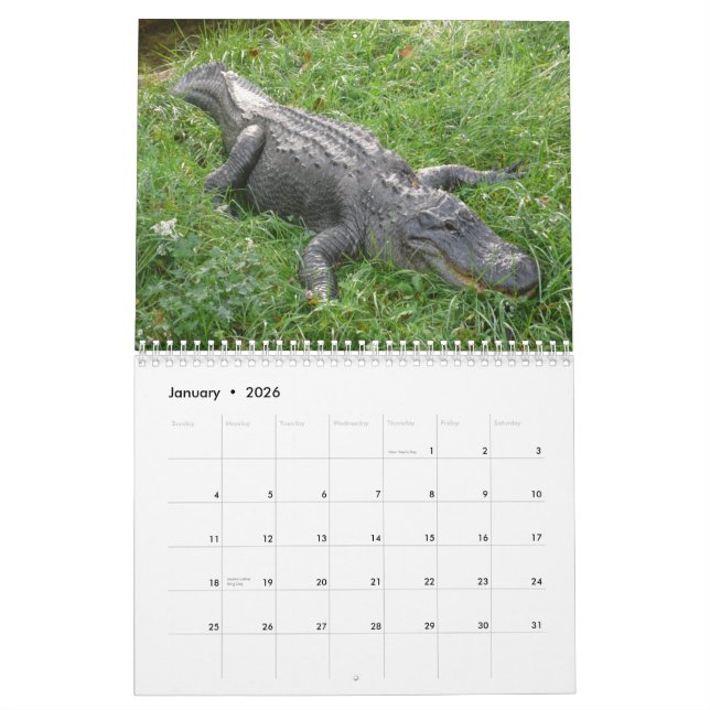 Alligators Wall Calendar (Jan 2026)