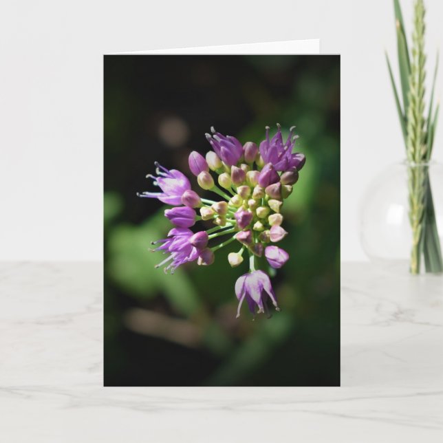 Allium, card (Front)