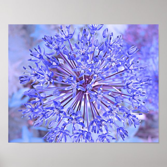 Allium Flower Blue Poster (Front)