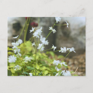 Allium Mairei [Postcard] ポストカード Postcard