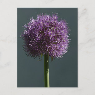Allium Postcard