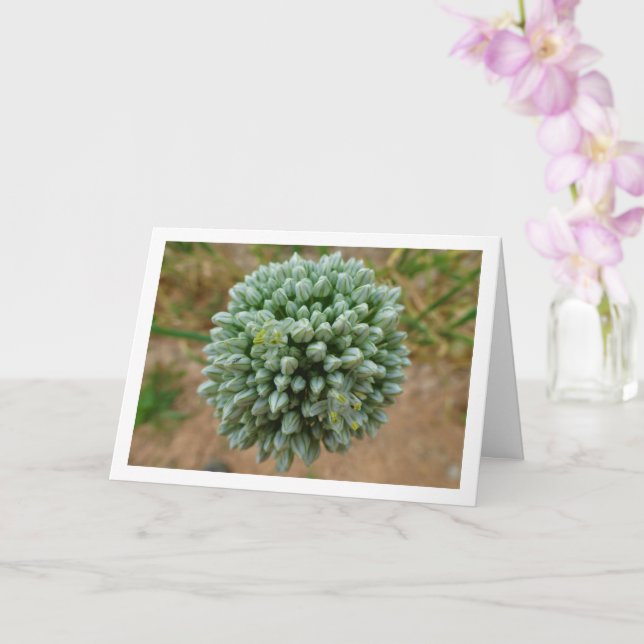 Allium, Wild Onion Blossom Card (Orchid)