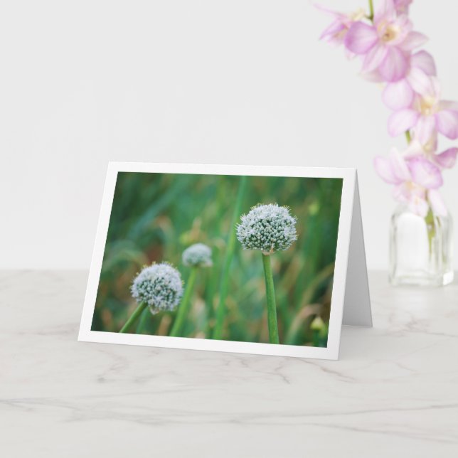 Allium, Wild Onion Blossom Card (Orchid)