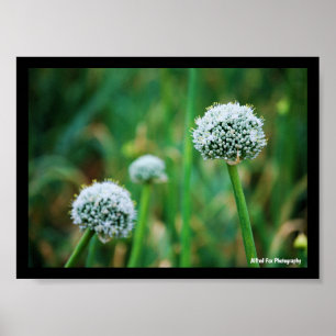 Allium, Wild Onion Blossom Poster