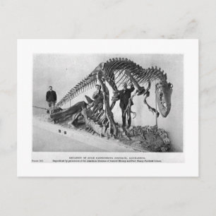 Allosaurus skeleton art postcard