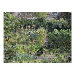 Allotments at Hebden Bridge Poster