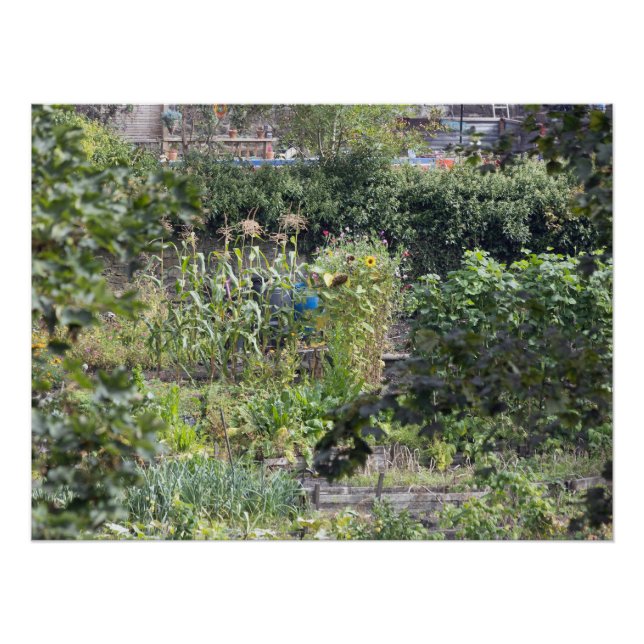 Allotments at Hebden Bridge Poster (Front)